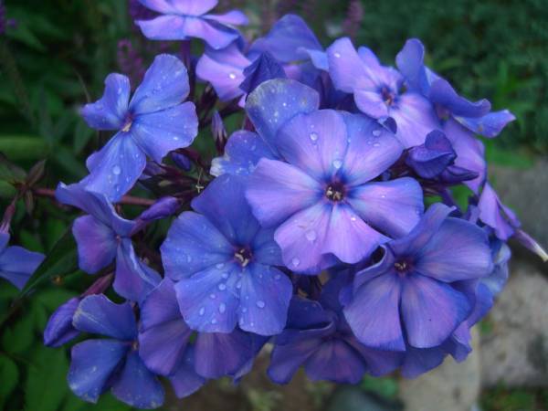 Blue-paradise1.jpg Blue-paradise1.jpg