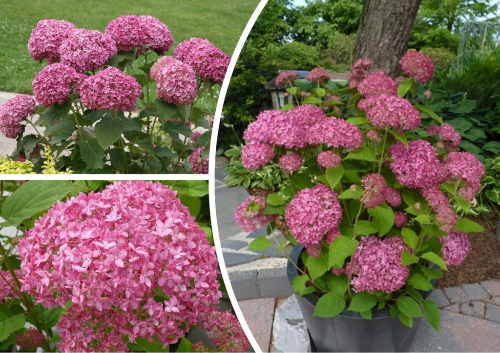 candybella-sorbet1.jpg candybella-sorbet1.jpg