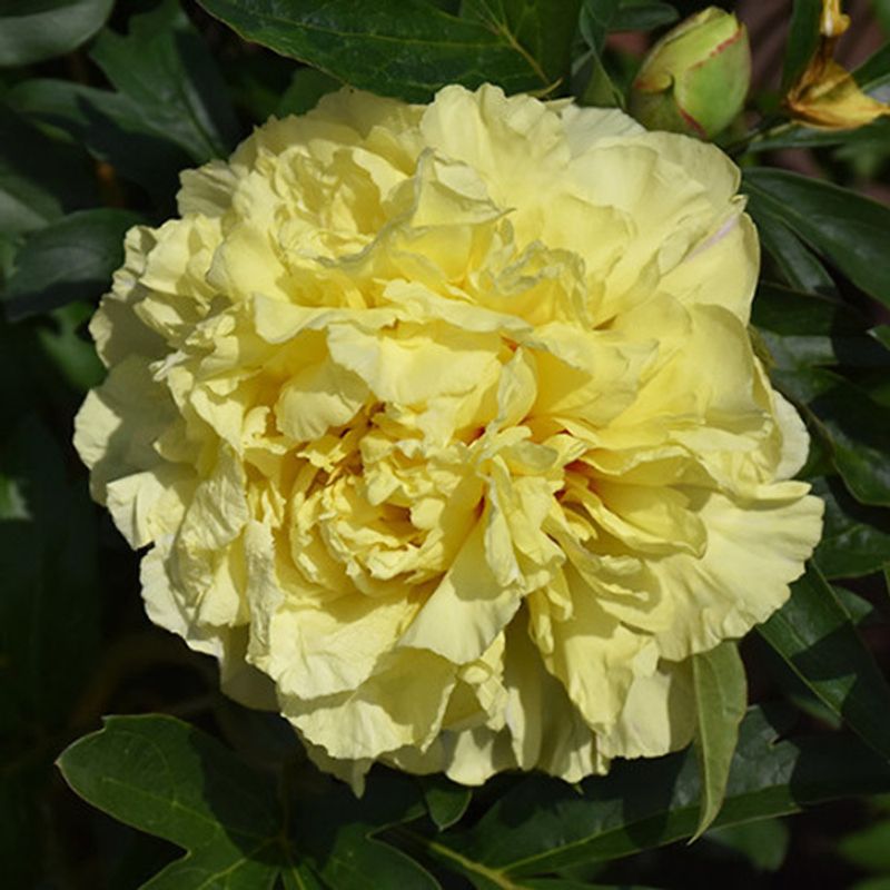 duches de lorrain12.jpg duches de lorrain12.jpg