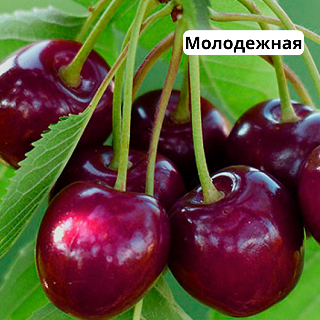 1.png 1.png