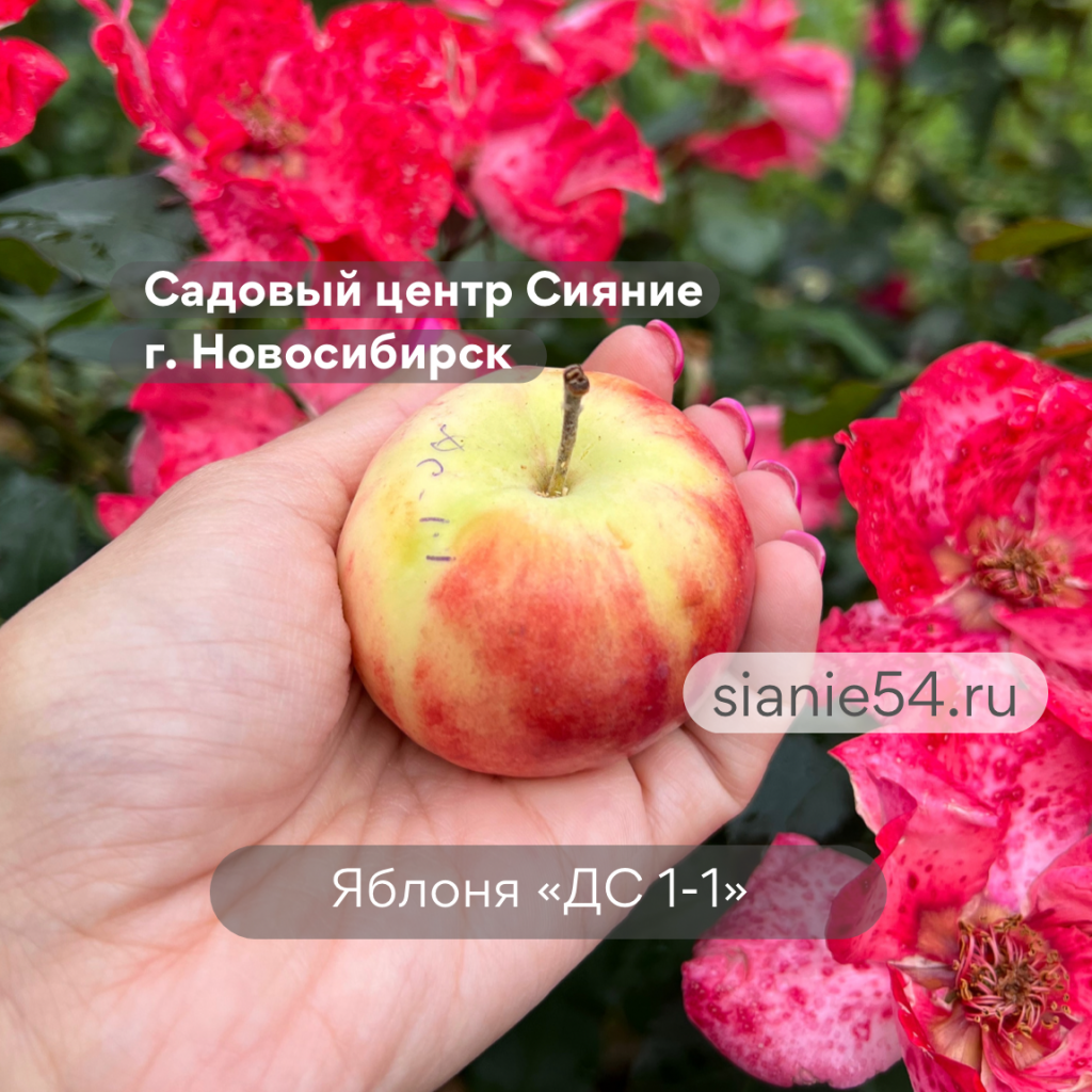 IMG_7417.PNG
