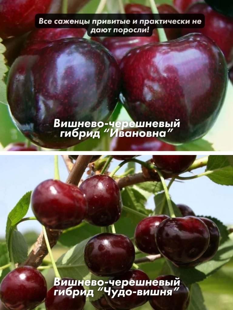 8.png