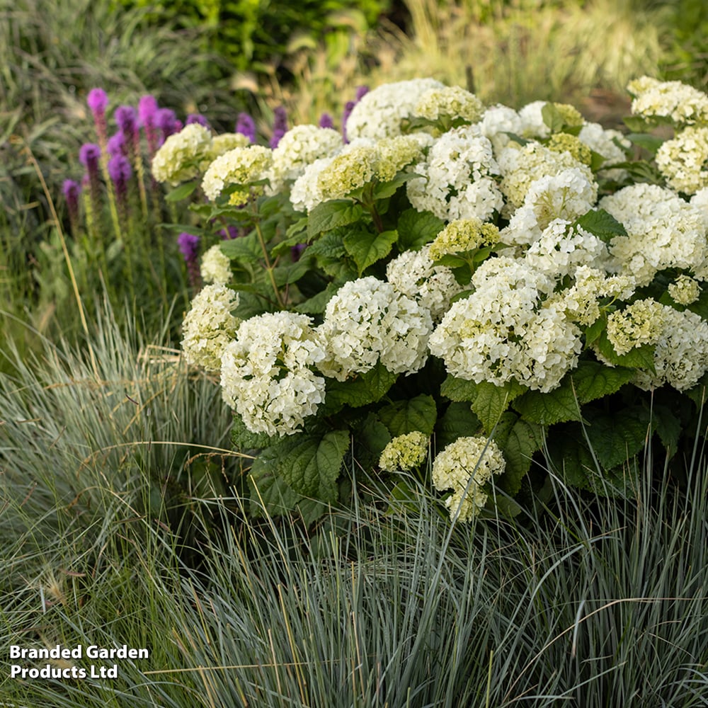 HydFlowerWOW3.jpg HydFlowerWOW3.jpg