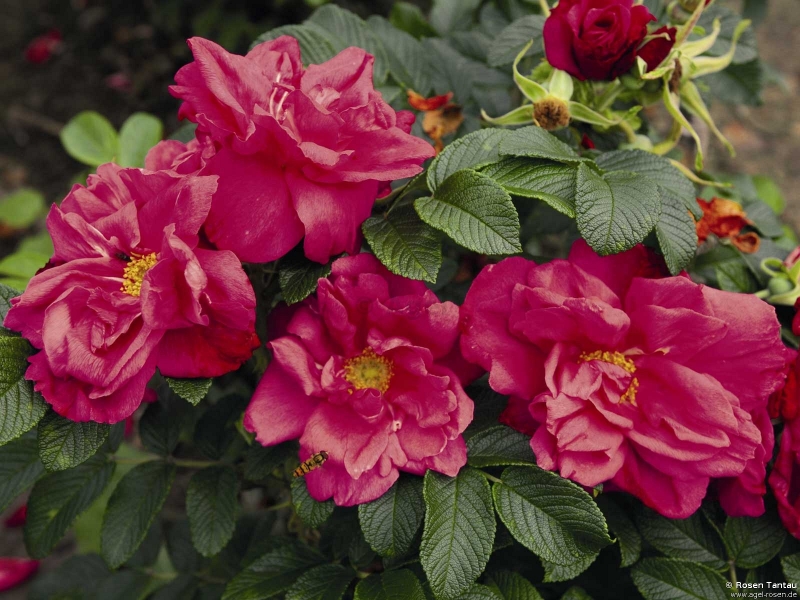 rugosa red foxi.jpg rugosa red foxi.jpg