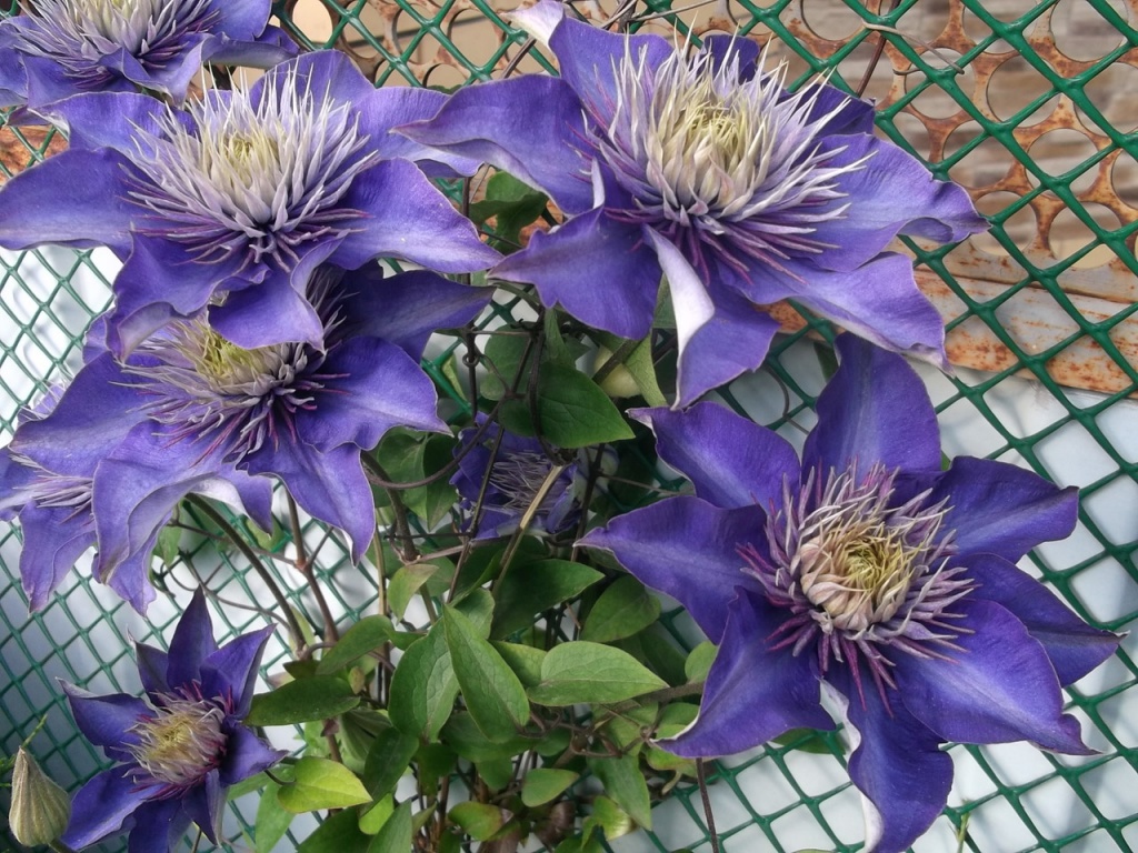 Multy Blue1.jpg Multy Blue1.jpg