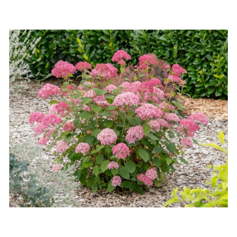 candybella-sorbet.jpg candybella-sorbet.jpg