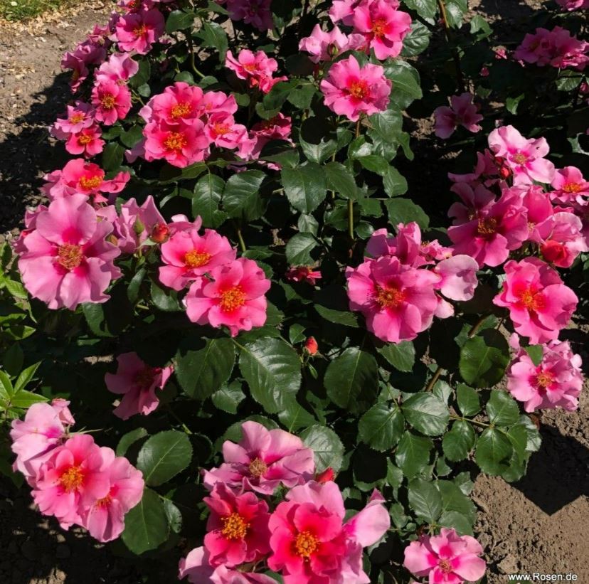 See You in Pink3.JPG