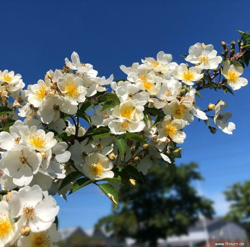 Natura Silluetta2.JPG