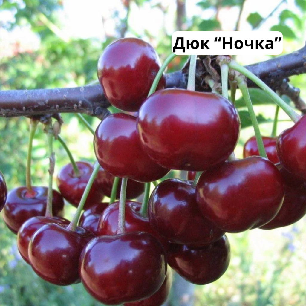 6.png 6.png