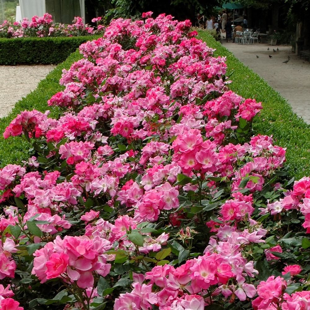 pink-knock-out_01.jpg pink-knock-out_01.jpg
