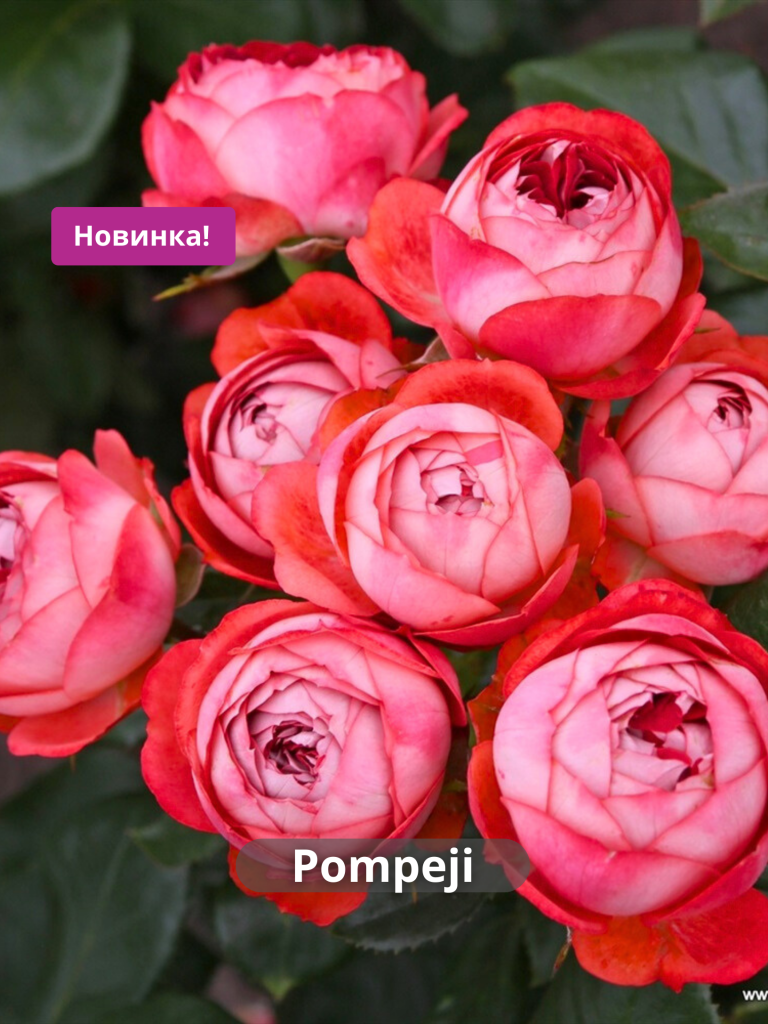 Помпонелла - 6.png