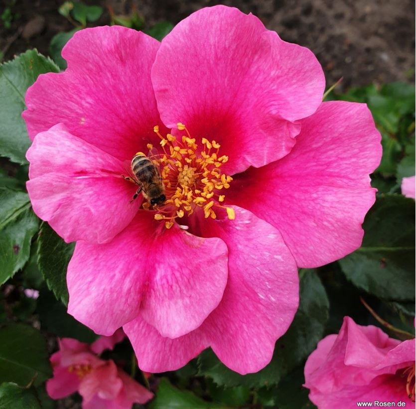 See You in Pink1.JPG