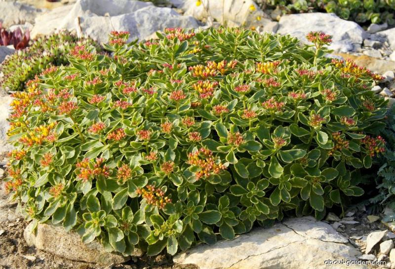 камчатский Variegatum.jpg камчатский Variegatum.jpg
