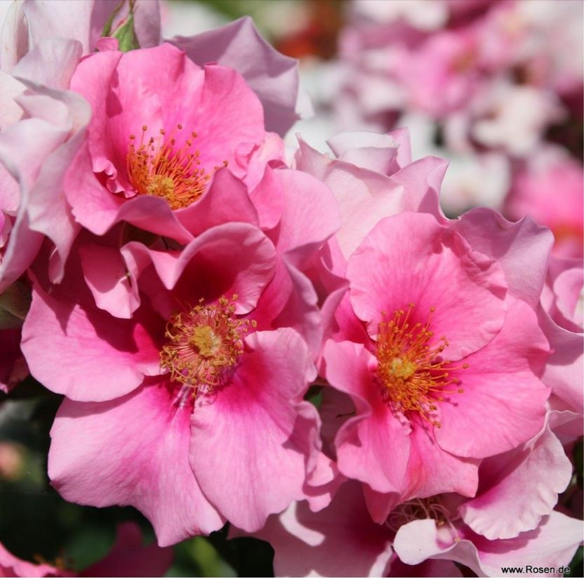 See You in Pink4.JPG