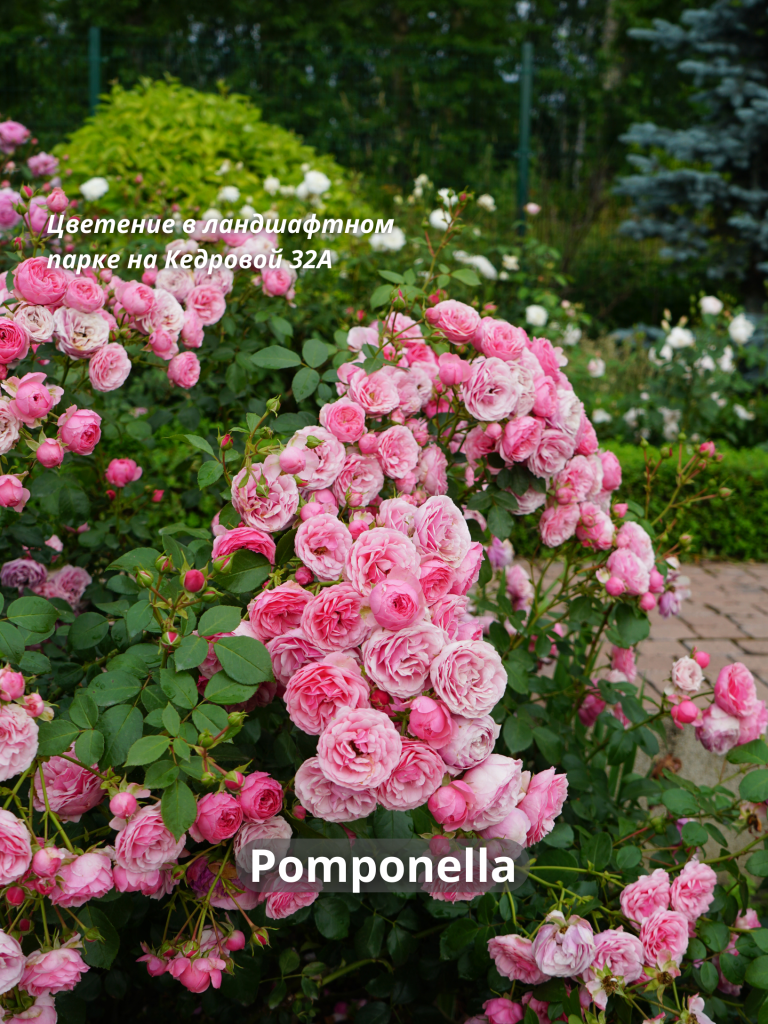 Помпонелла - 5.png