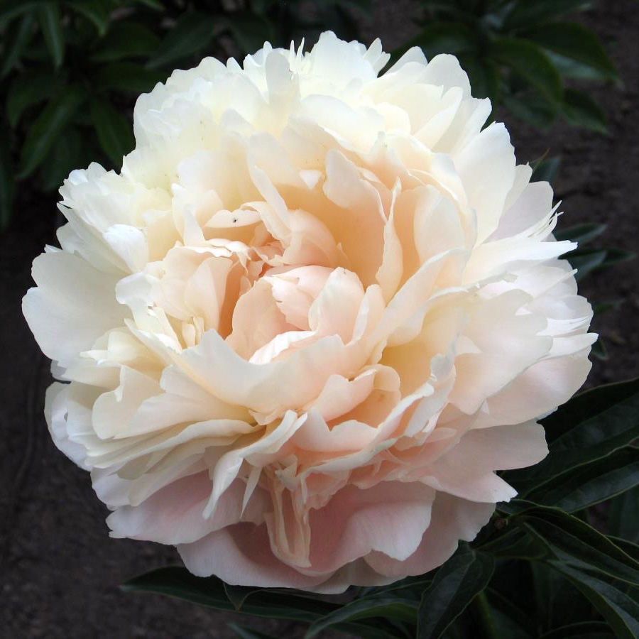 SUMMER_GLOW-1436-B.jpg SUMMER_GLOW-1436-B.jpg