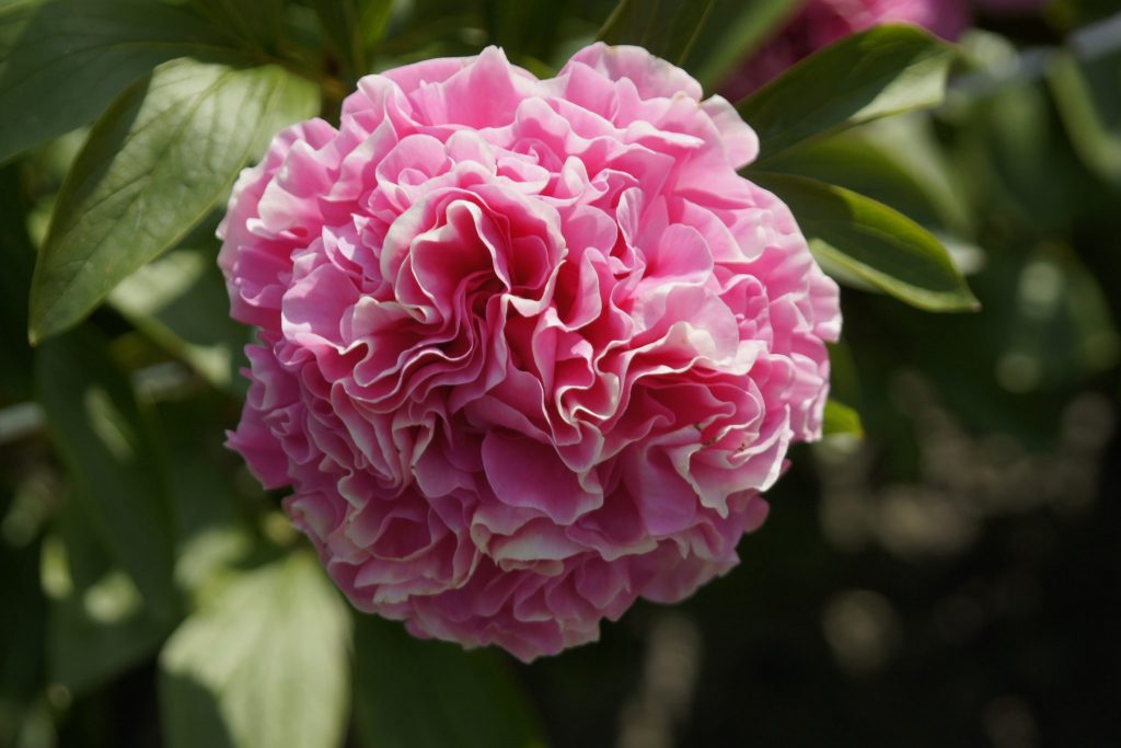 Carnation Bouquet1.jpg
