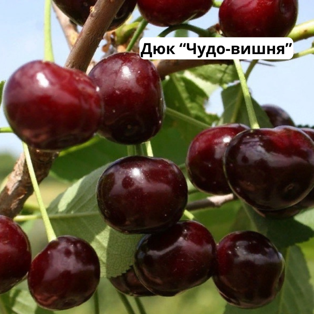8.png 8.png