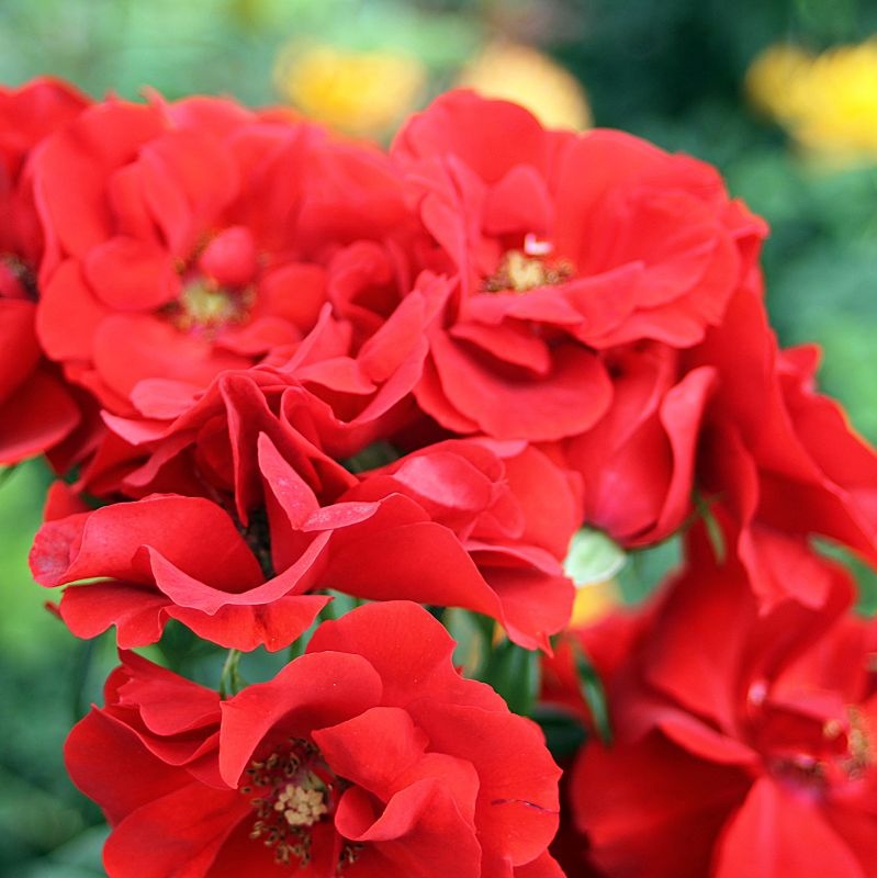 Paprika-3FF6ALv1BKQ4Ry_1456x1456.jpg Paprika-3FF6ALv1BKQ4Ry_1456x1456.jpg