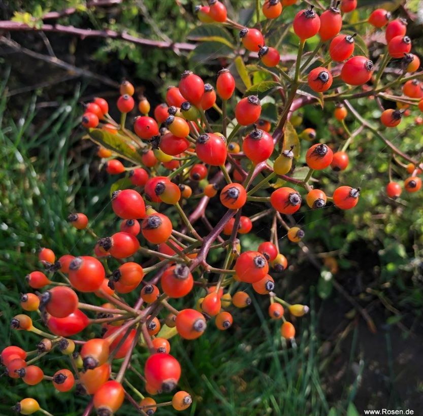 Natura Silluetta3.JPG