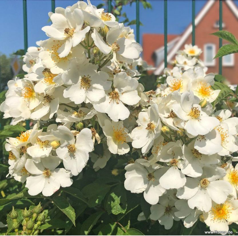 Natura Silluetta1.JPG