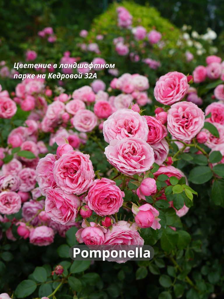 Помпонелла - 3.png