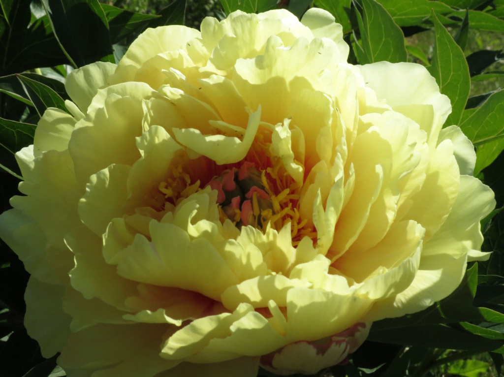 Paeonia_Itoh_Garden_Treasure.jpg Paeonia_Itoh_Garden_Treasure.jpg