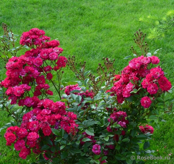 Red Passion1.jpg Red Passion1.jpg