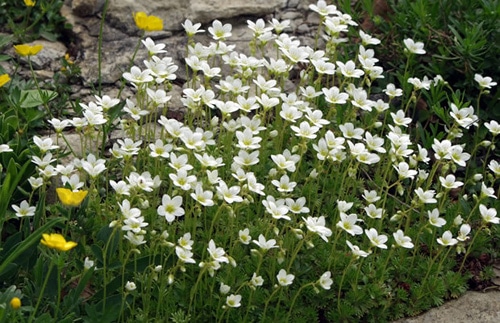 schneeteppich1.jpg schneeteppich1.jpg