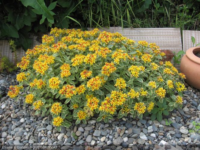 камчатский Variegatum1.jpg камчатский Variegatum1.jpg