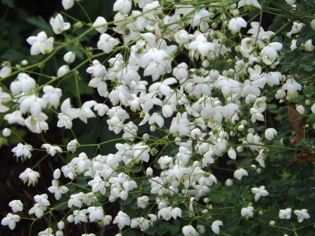 Thalictrum 'Splendide White'.JPG Thalictrum 'Splendide White'.JPG