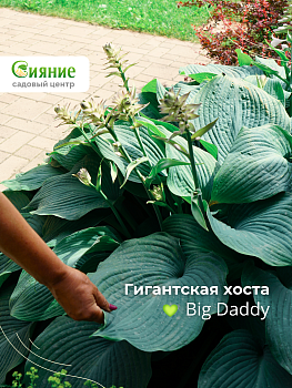 Гигантская хоста Big Daddy в продаже