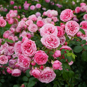Цветение роз в Новосибирске