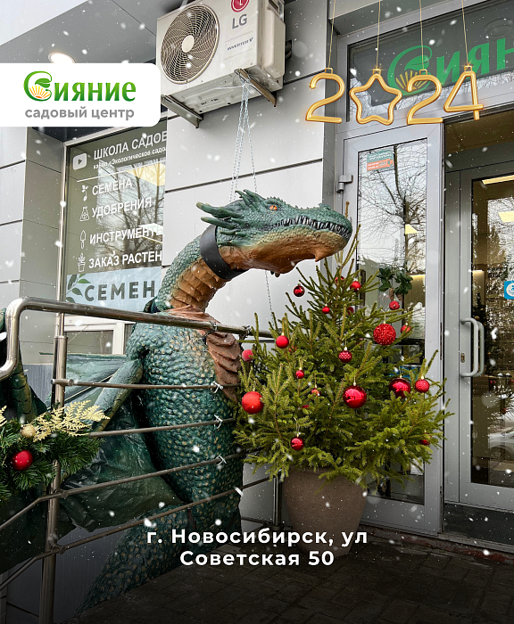 Фото с драконом в Новосибирске