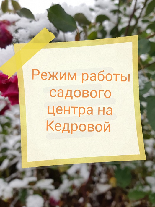 График работы садового цетра на Кедровой в зимний период 