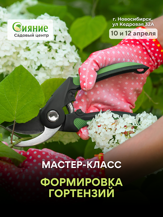Мастер-класс "Формировка гортензий"