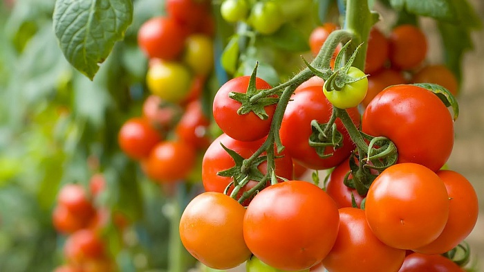 Прямой эфир о посеве томатов в пятницу, 19 марта, в 10:00 по МСК