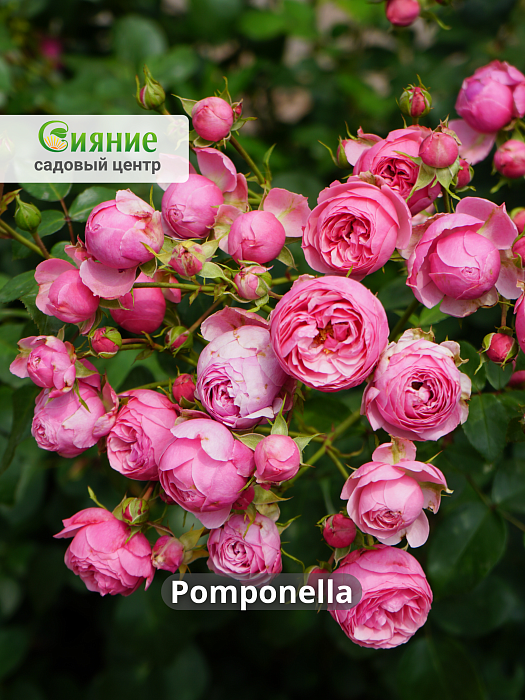Открыт заказ на шикарную розу Помпонелла