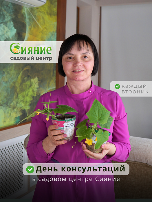 День консультаций в нашем садовом центре