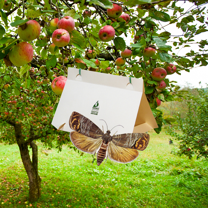 Ловушки от яблонной плодожорки