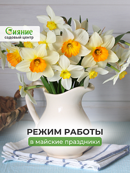Режим работы садового центра Сияние на майские праздники Режим работы садового центра Сияние на майские праздники