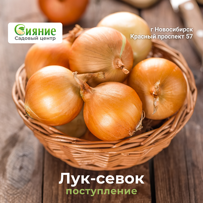Поступление голландского лука севка в садовом центре Сияние